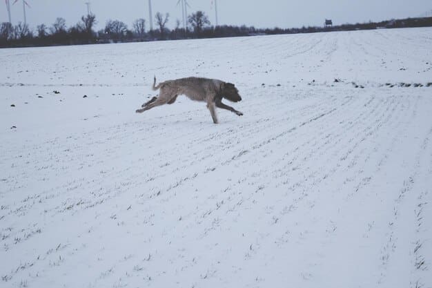 A serene image of a coyote walking gracefully through a snow-covered field, with its thick winter coat providing insulation against the cold, and its breath visible in the frigid air.