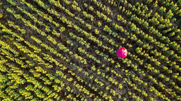 An aerial view of Napa Valley, showcasing the sprawling vineyards, interspersed with wineries and tasting rooms. The landscape is a tapestry of green and gold, with the rolling hills providing a stunning backdrop.