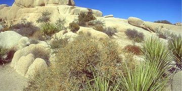 5-Day US Desert Oasis Itinerary: Discover Hidden Gems - Cover Image