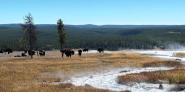 14-Day US Wildlife Safari: Spotting Animals in Natural Habitats - Cover Image