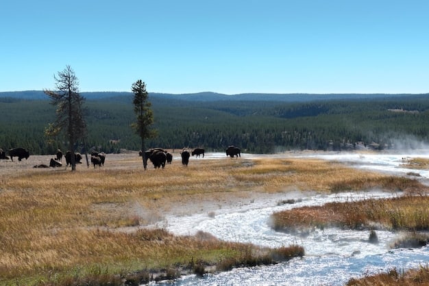 14-Day US Wildlife Safari: Spotting Animals in Natural Habitats