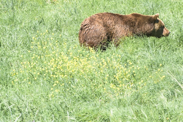 A close-up photo of a grizzly bear in Yellowstone National Park, foraging for food in a meadow with wildflowers under the warm sunlight.