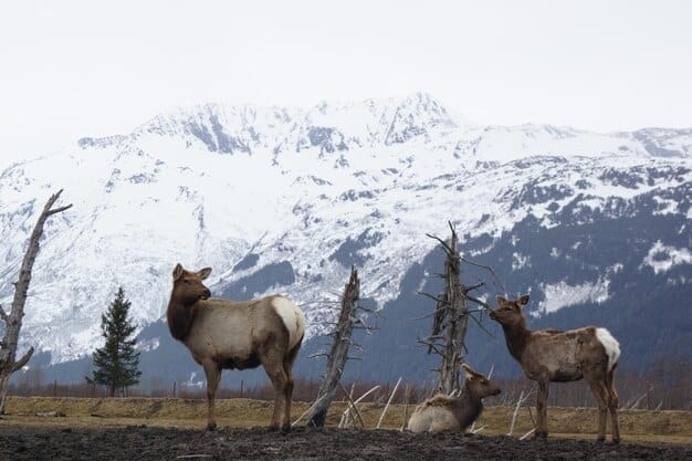 An image capturing a herd of elk grazing in a meadow in Rocky Mountain National Park, with the snow-capped peaks of the Rocky Mountains rising majestically in the background.