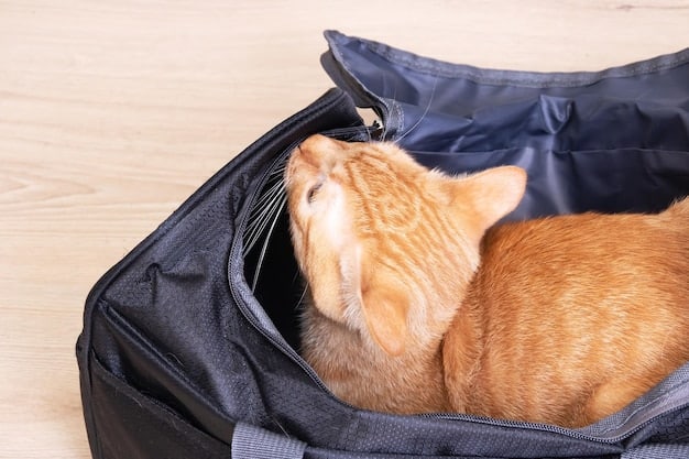 A cat comfortably nestled inside a soft-sided carrier, with a small blanket and favorite toy. The carrier is placed under an airplane seat, showcasing a pet-friendly travel setup.