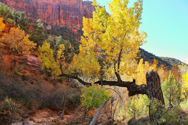 A serene image of Zion National Park in autumn, with colorful fall foliage lining the Virgin River and fewer visible visitors. The photo emphasizes the peaceful experience and scenic beauty of visiting US National Parks during the off-season, underscoring how to Avoid These 5 Common Mistakes When Planning Your US National Parks Itinerary by considering alternative travel times.