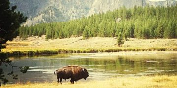 The Ultimate US Wildlife Adventure: 10-Day Itinerary for Animal Lovers - Cover Image