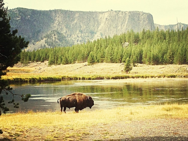 The Ultimate US Wildlife Adventure: 10-Day Itinerary for Animal Lovers