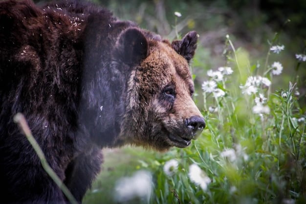 A close-up shot of a grizzly bear in Yellowstone National Park, foraging for food. The bear is in its natural habitat, surrounded by lush vegetation and showcasing its powerful physique. The image aims to capture a raw and intimate moment with wildlife during The Ultimate US Wildlife Adventure: A 10-Day Itinerary for Animal Lovers.