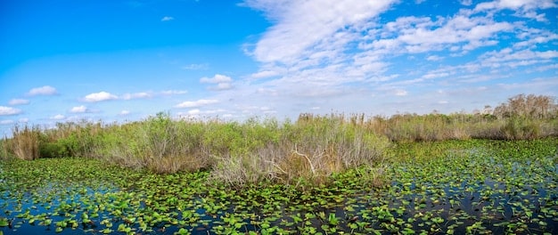 A panoramic view of the Everglades, featuring a winding river, sawgrass prairies, and a variety of bird species in flight. The image captures the vastness and biodiversity of the park, emphasizing the unique ecosystem and the wildlife that thrives there, completing The Ultimate US Wildlife Adventure: A 10-Day Itinerary for Animal Lovers.
